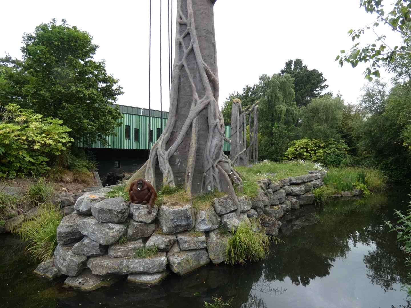 Bornean orang-utan and Siamang enclosure (2)