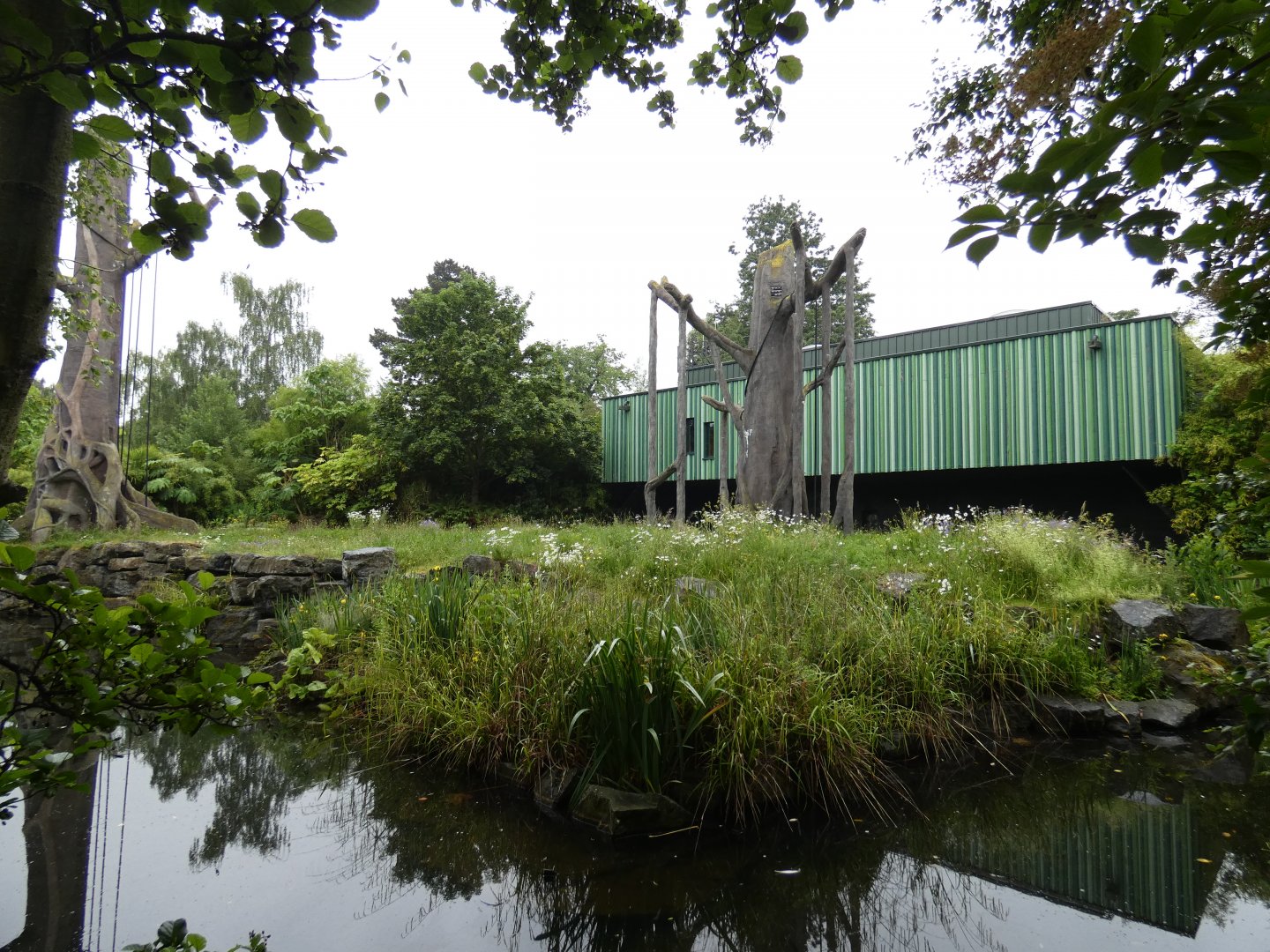 Bornean orang-utan and Siamang enclosure (3)