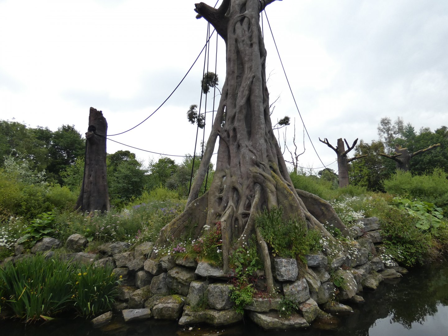 Bornean orang-utan and Siamang enclosure (4)