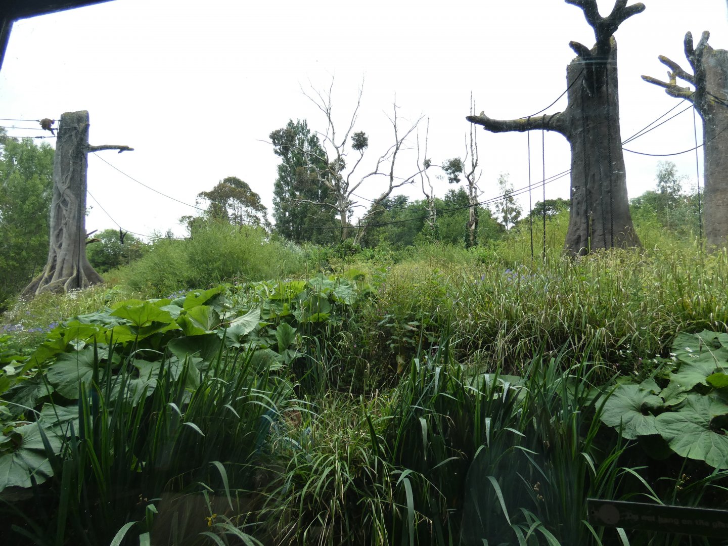 Bornean orang-utan and Siamang enclosure