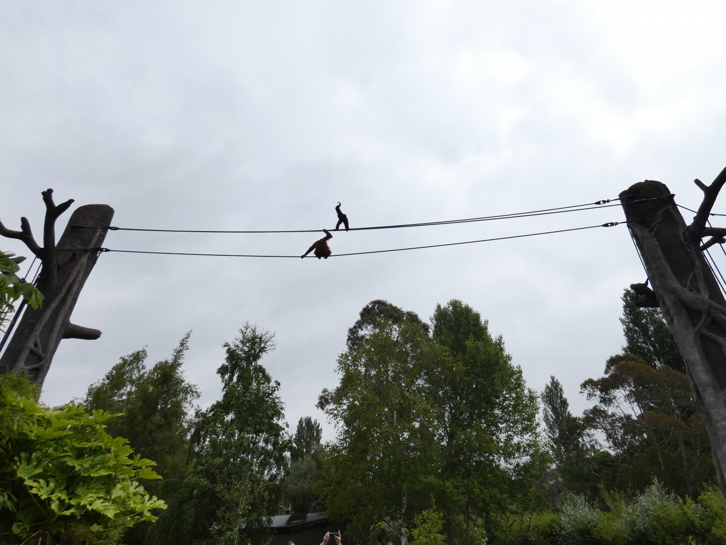 Bornean orang-utan and Siamang on top of the O-Line