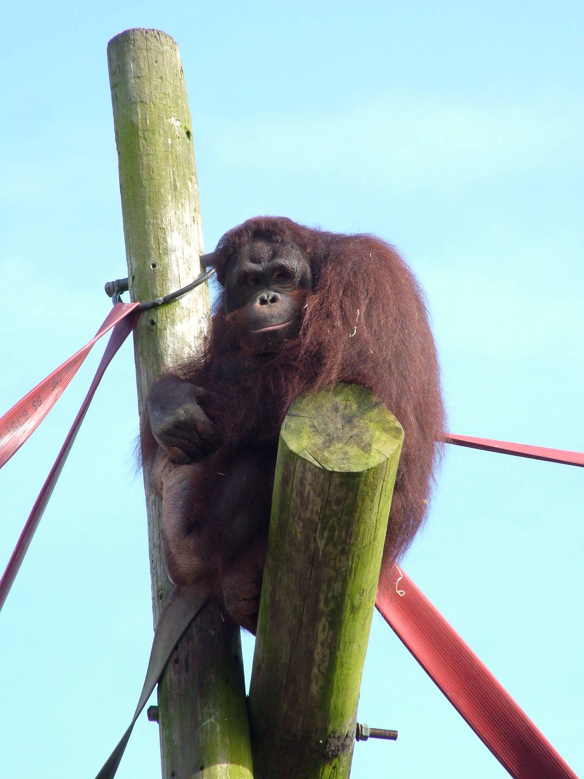 Bornean Orang-Utan at Blackpool 26/03/10