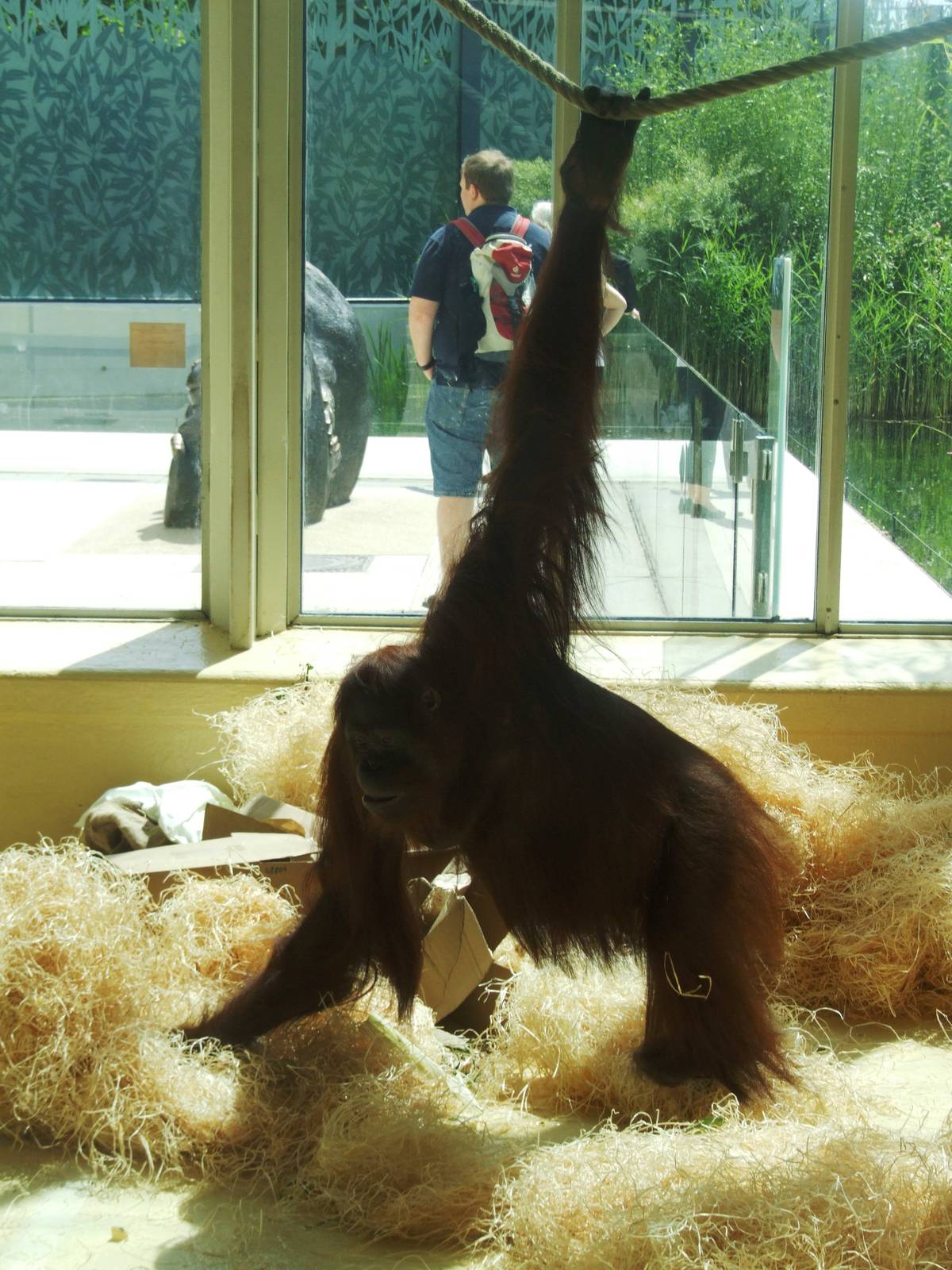 Bornean Orang-Utan at Vienna, 14/06/13