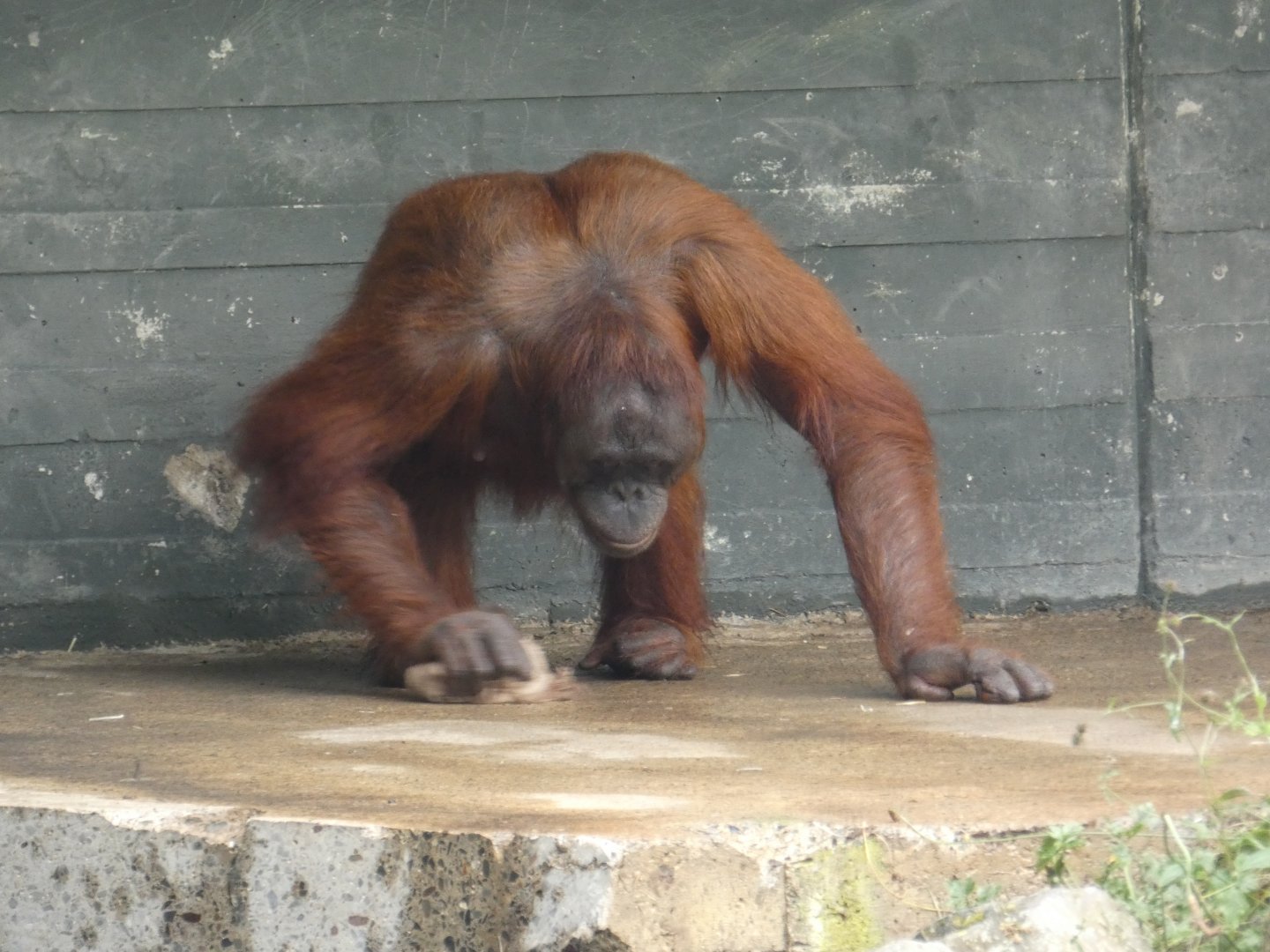 Bornean orang-utan 'cleaning' the floor