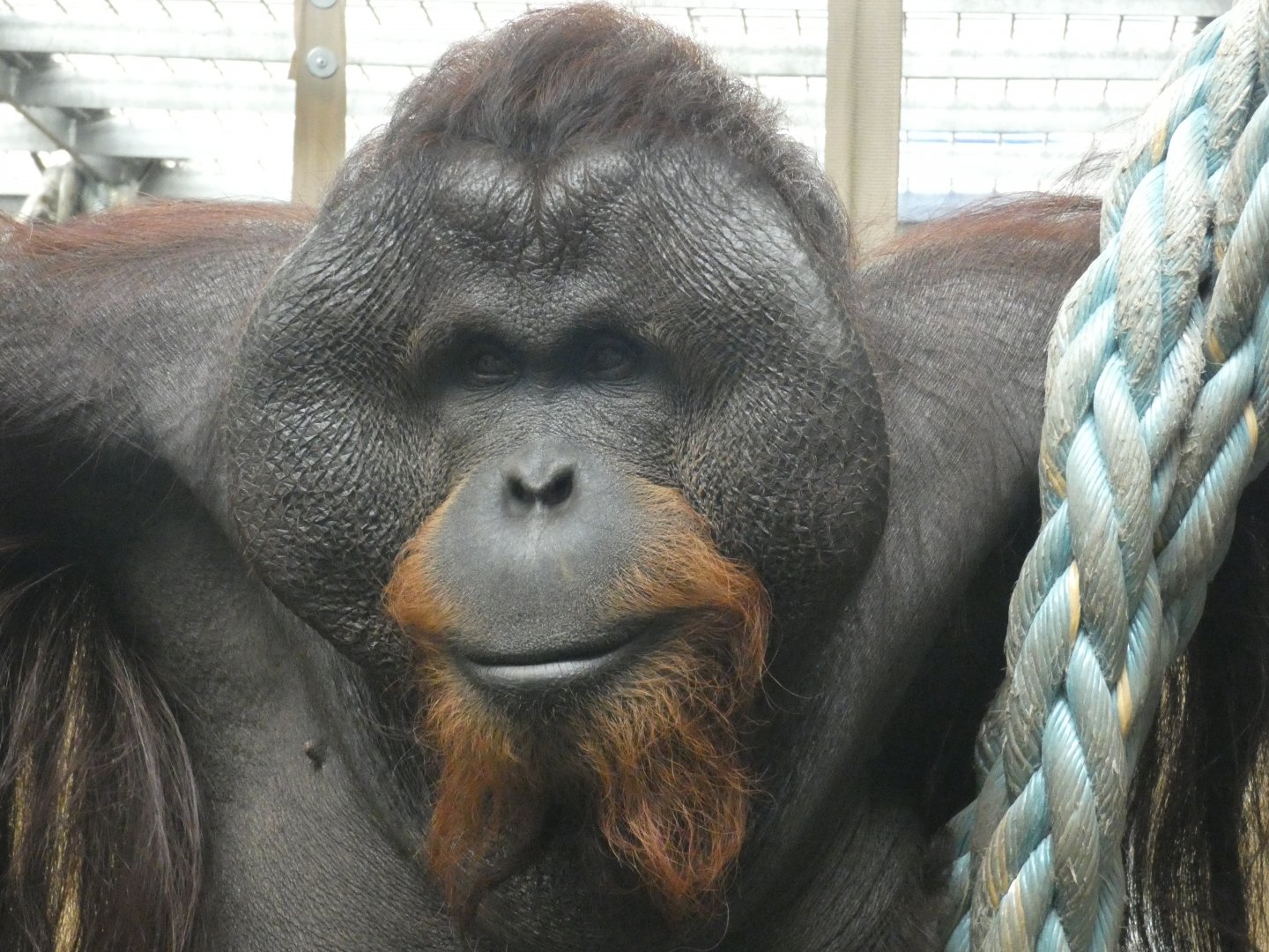 Bornean orang-utan close up