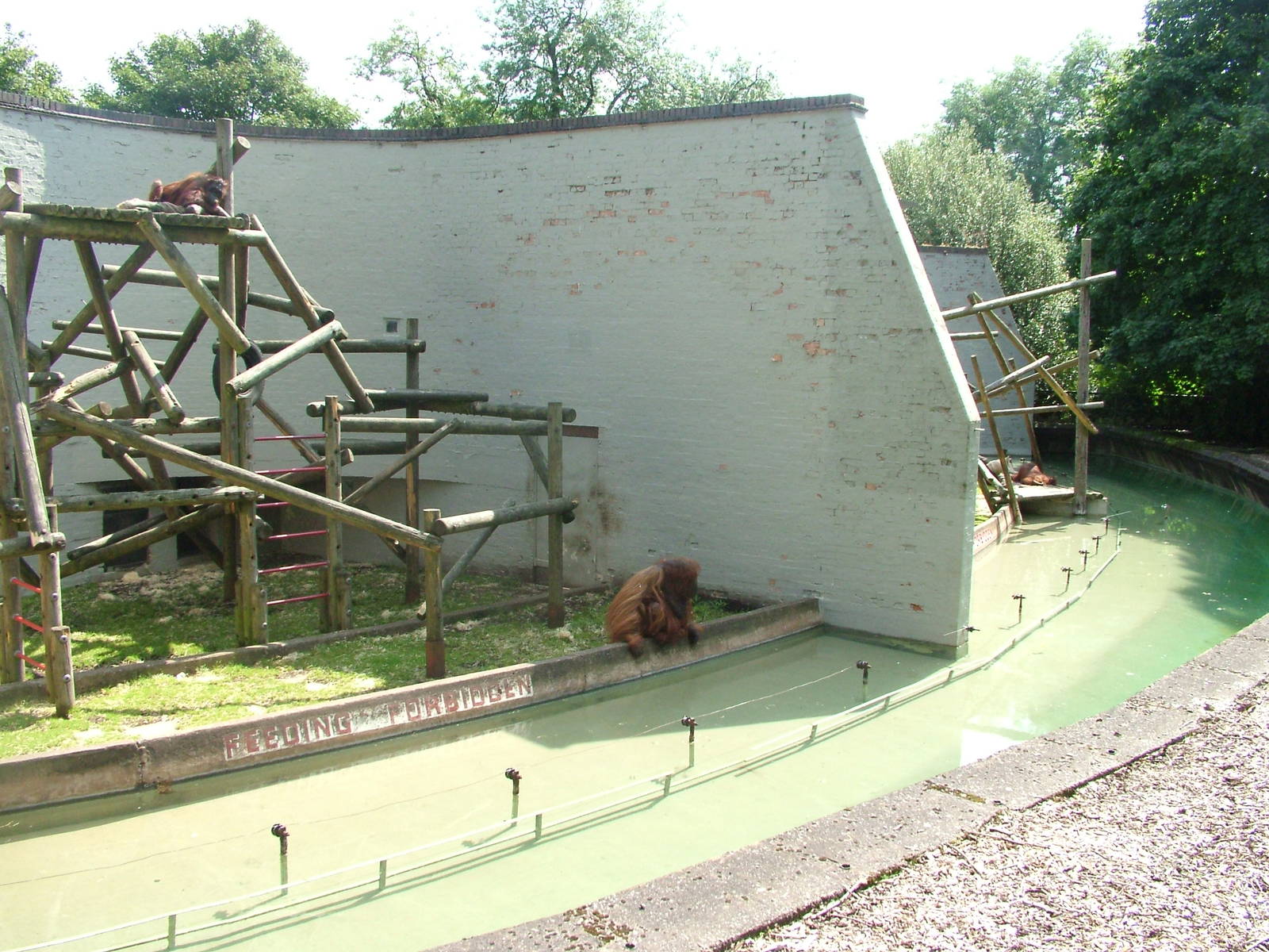 Bornean Orang-utan enclosure at Dudley 09/08/09