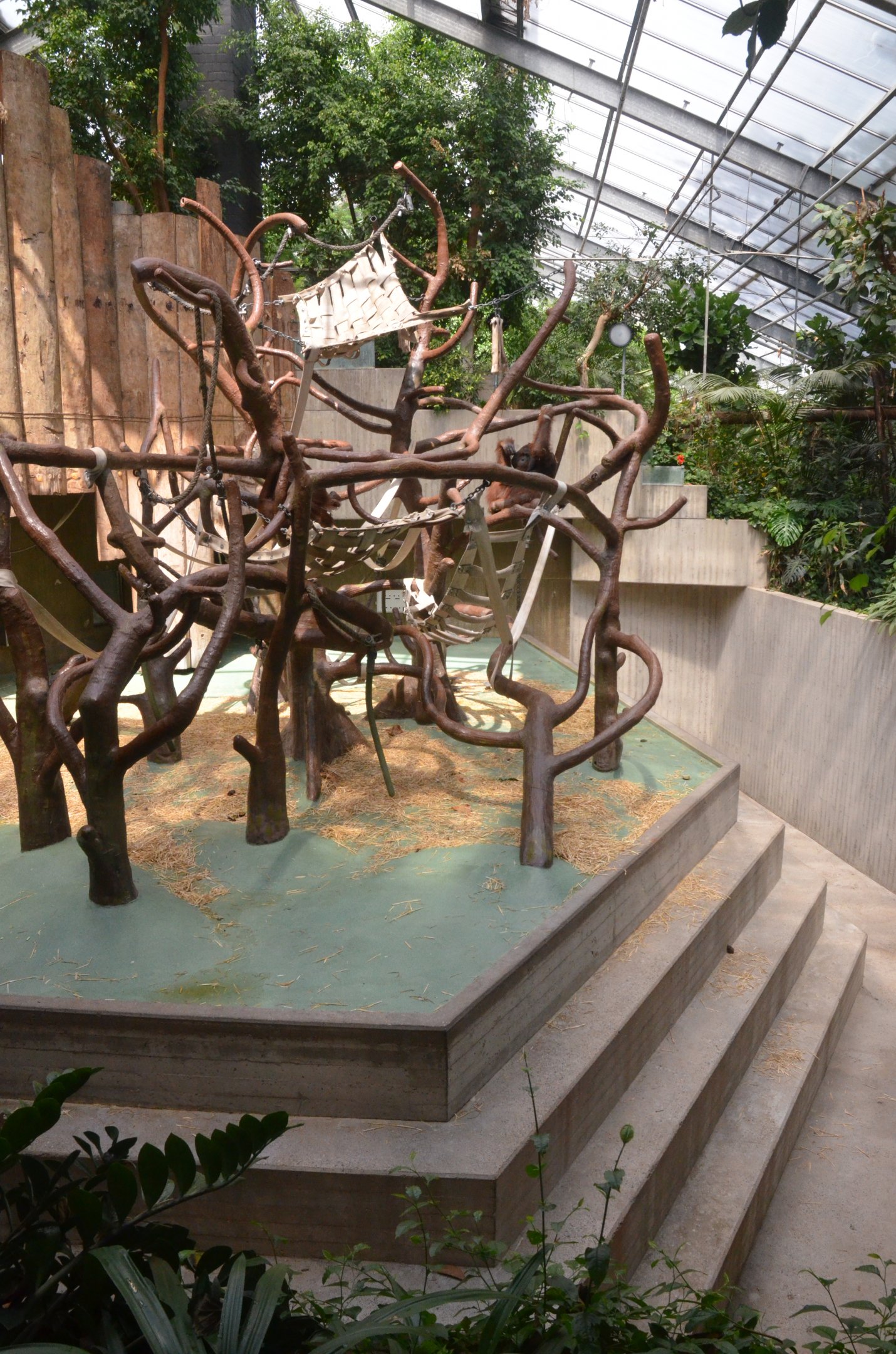 Bornean Orang-Utan Enclosure at Krefeld, 15/06/19