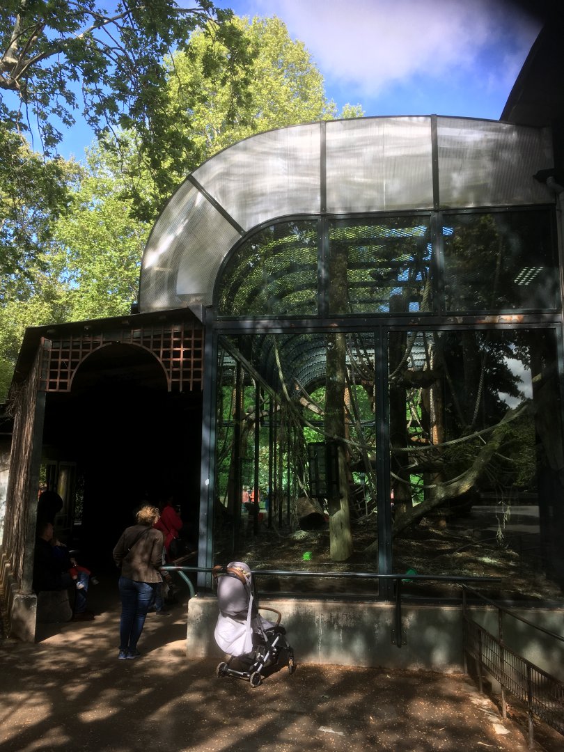 Bornean orang utan enclosure