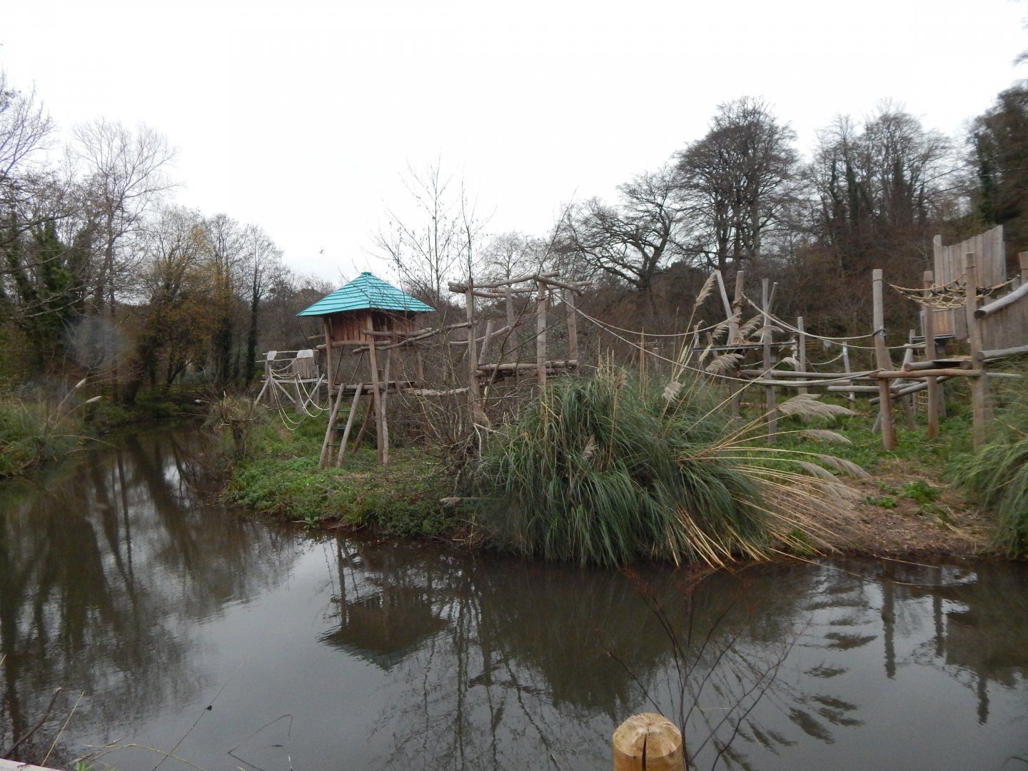 Bornean orang-utan exhibit 111224