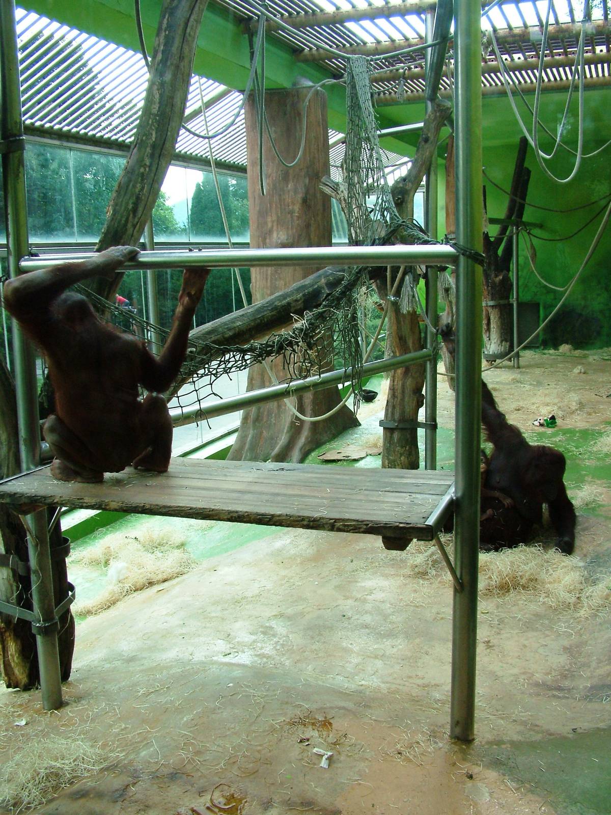 Bornean Orang Utan Exhibit at Usti, 29/08/12