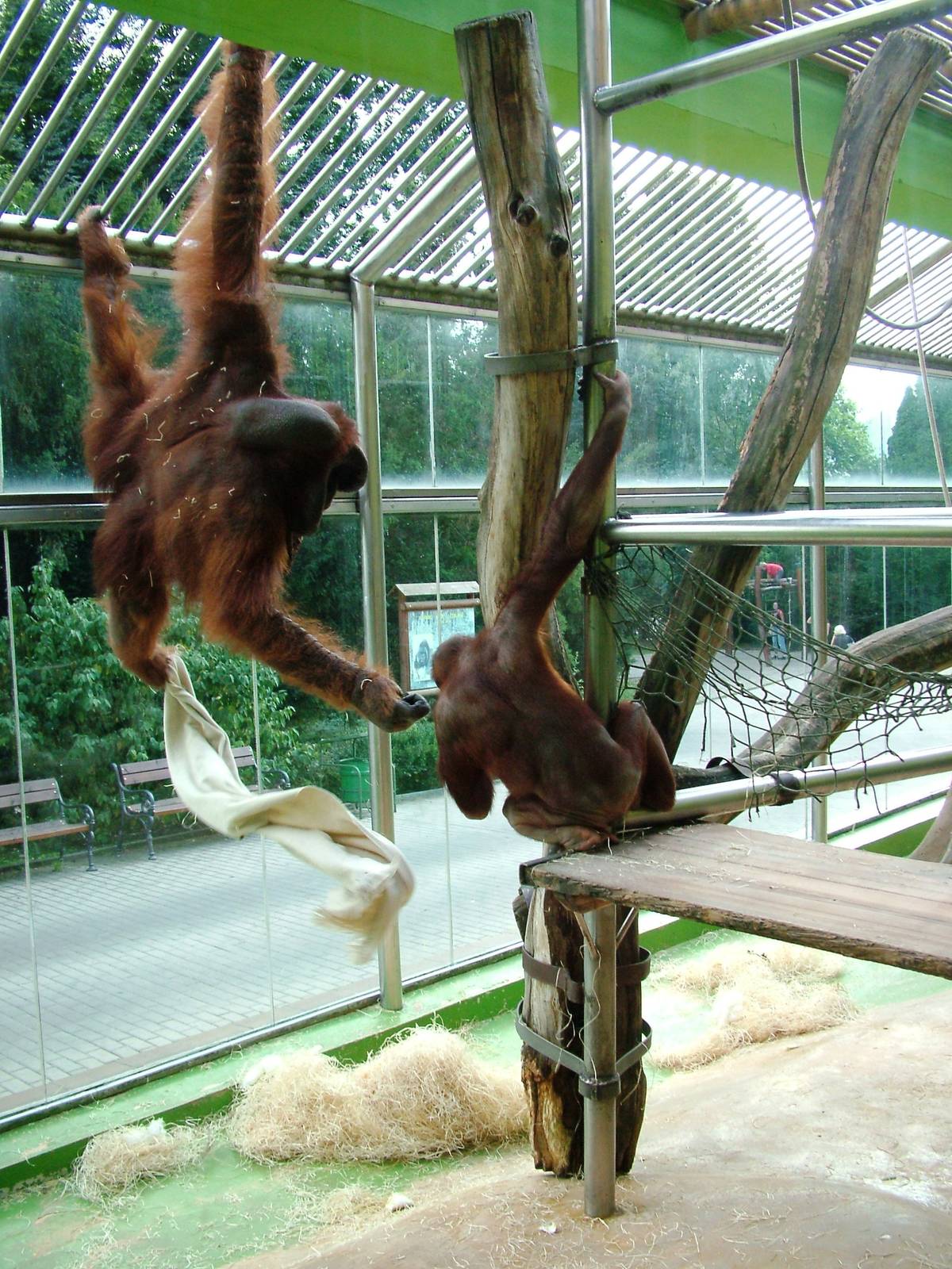 Bornean Orang Utan Exhibit at Usti, 29/08/12