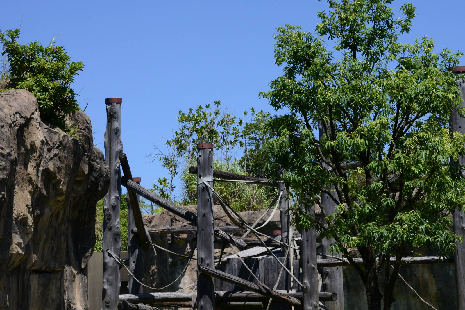 Bornean orang-utan exhibit