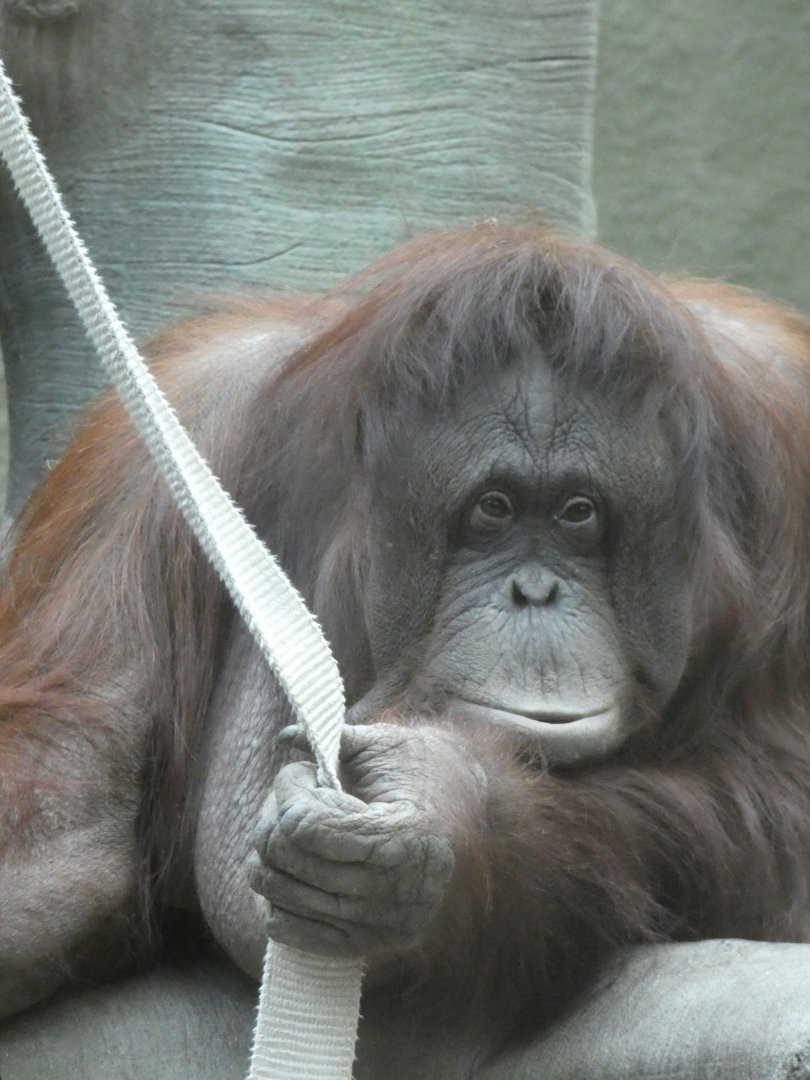 Bornean Orang-utan female