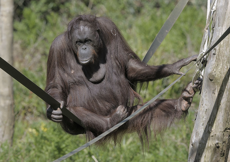 Bornean orang utan Gambira
