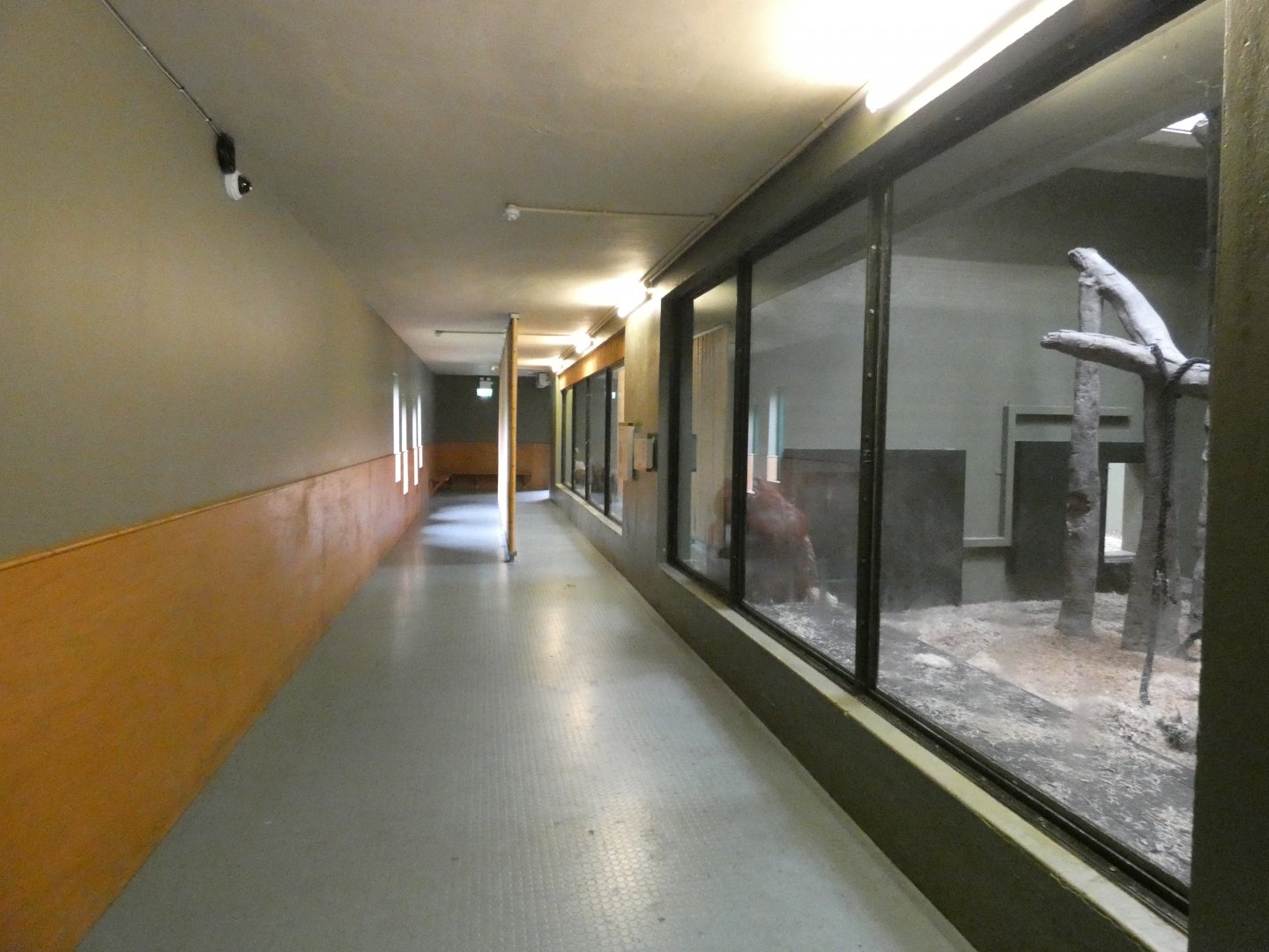 Bornean orang-utan house viewing area