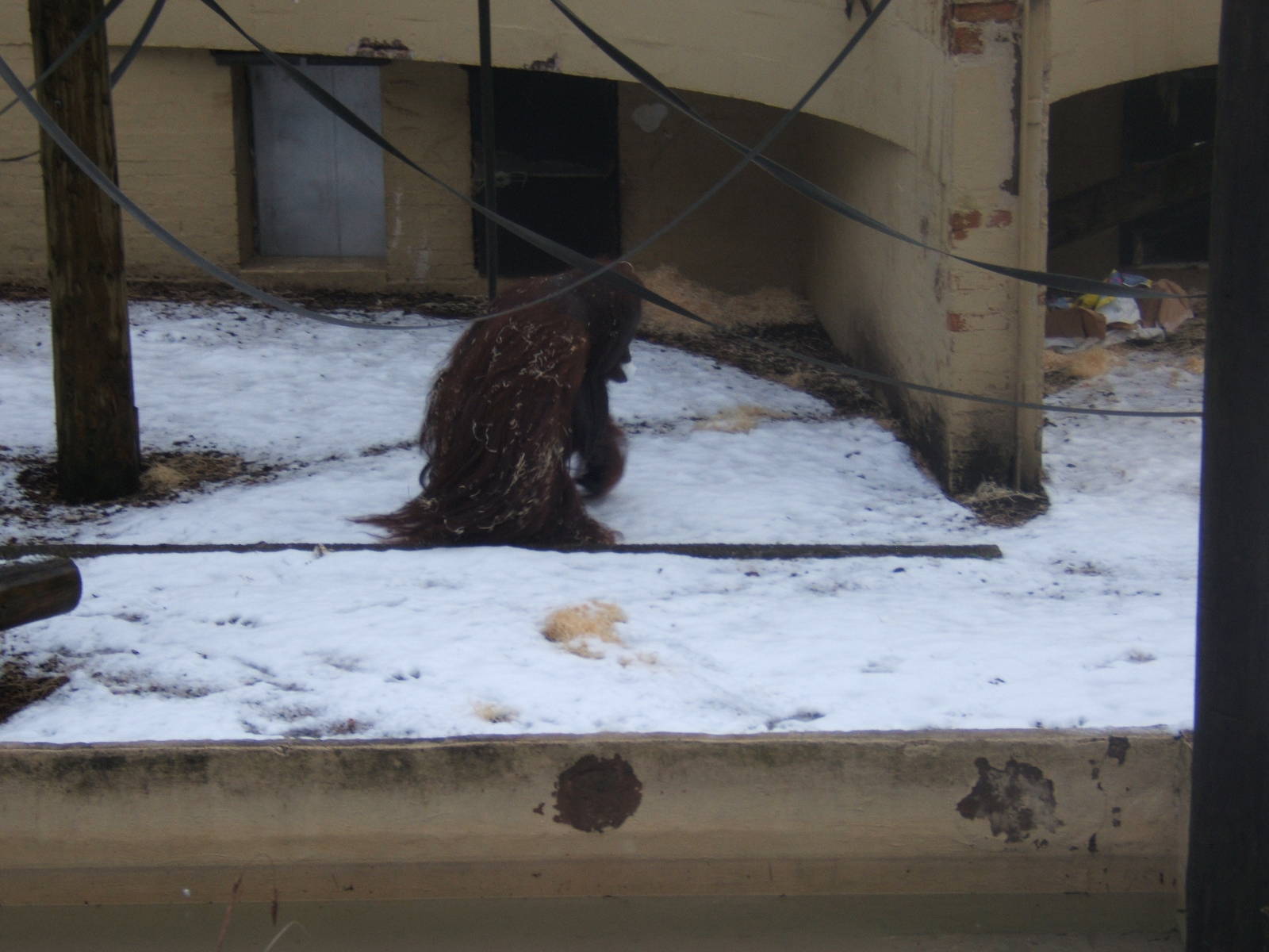 Bornean Orang-Utan in snow
