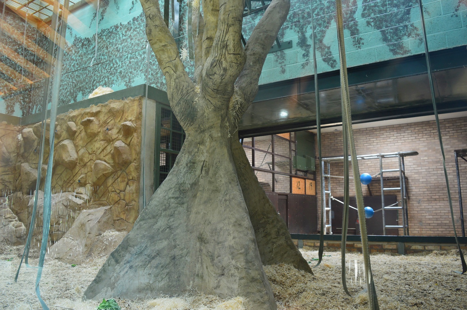 Bornean orang utan indoor area