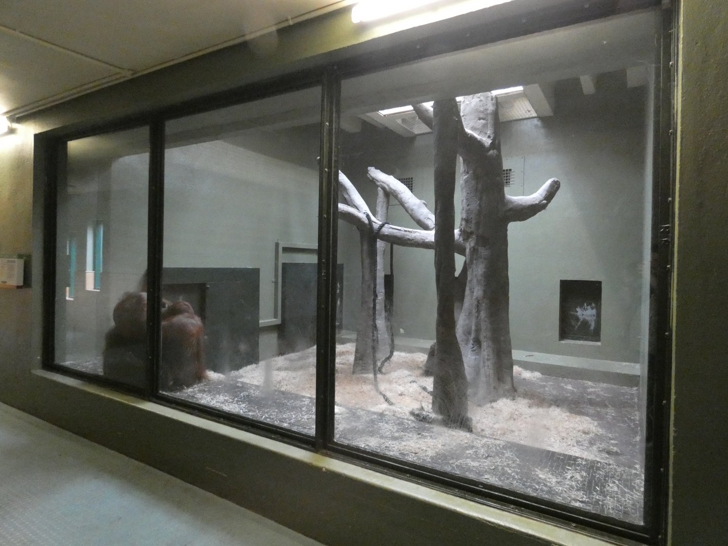 Bornean orang-utan indoor enclosure (2)
