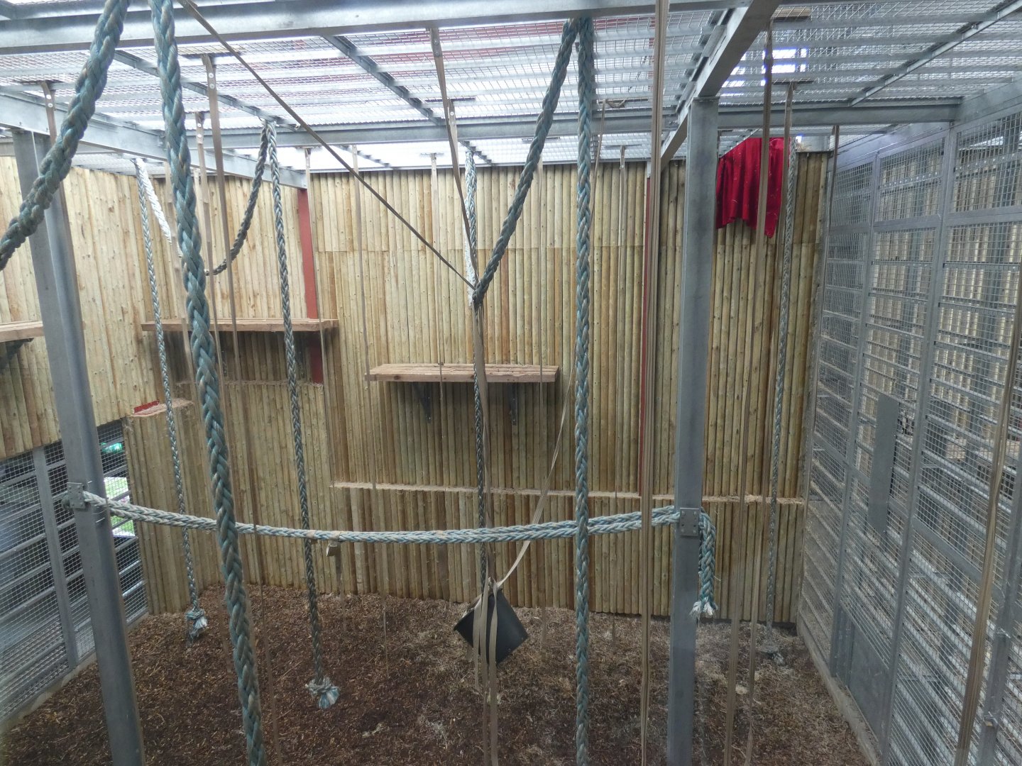 Bornean Orang-utan indoor enclosure