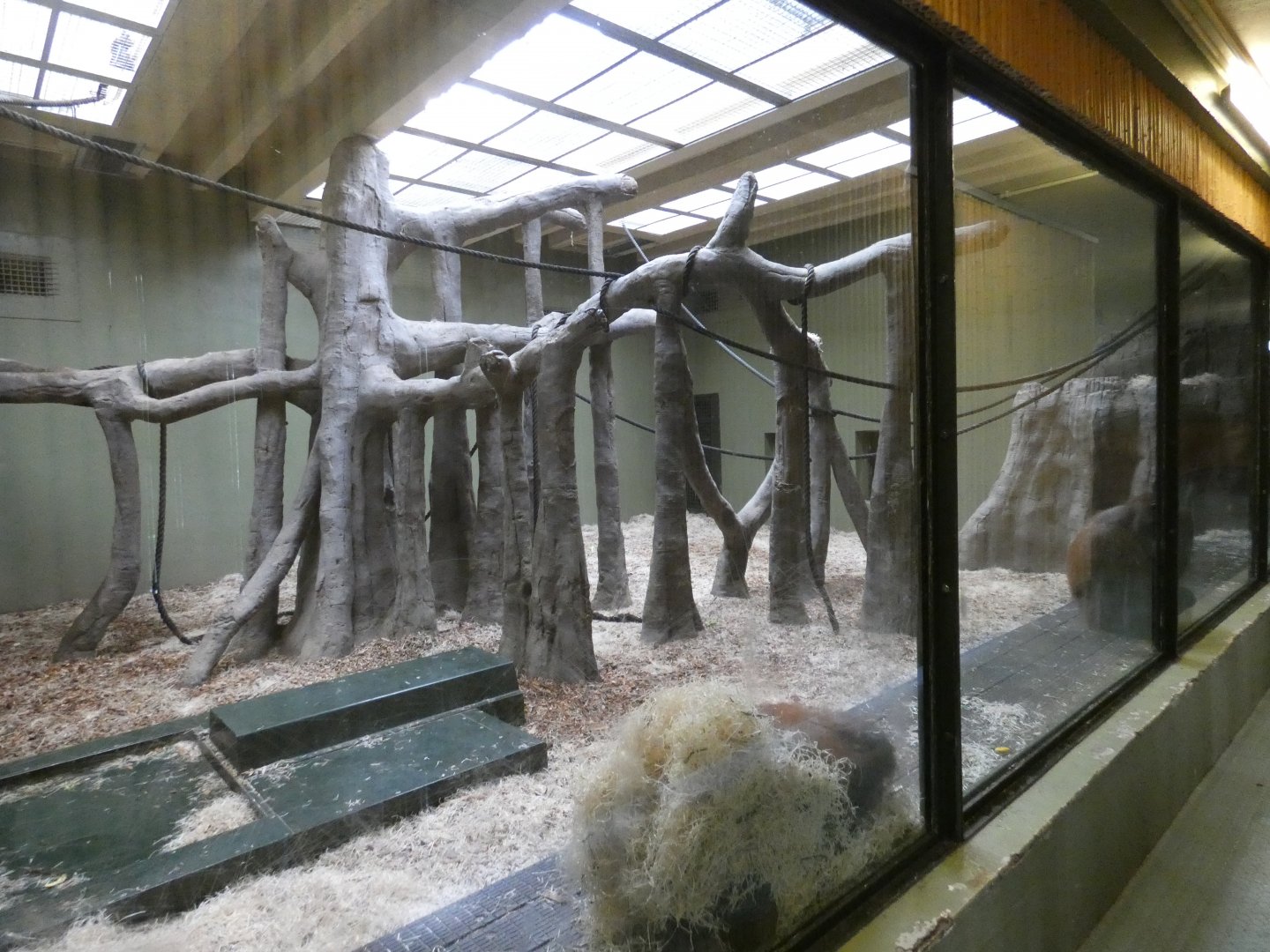 Bornean orang-utan indoor enclosure