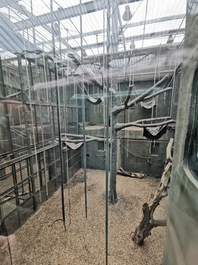 Bornean Orang-utan indoors