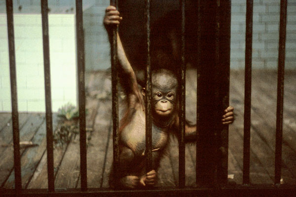 Bornean Orang Utan infant, Bristol ca.1972