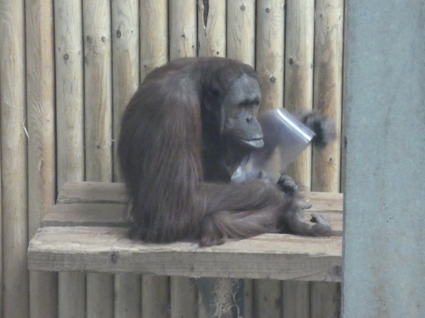 Bornean orang-utan 'Jin'