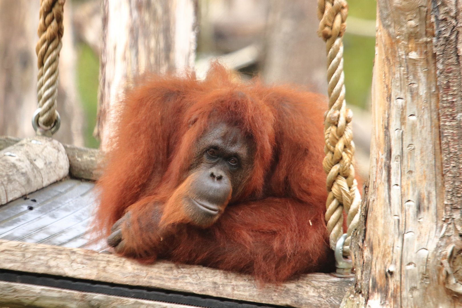 Bornean orang-utan (July 2020)