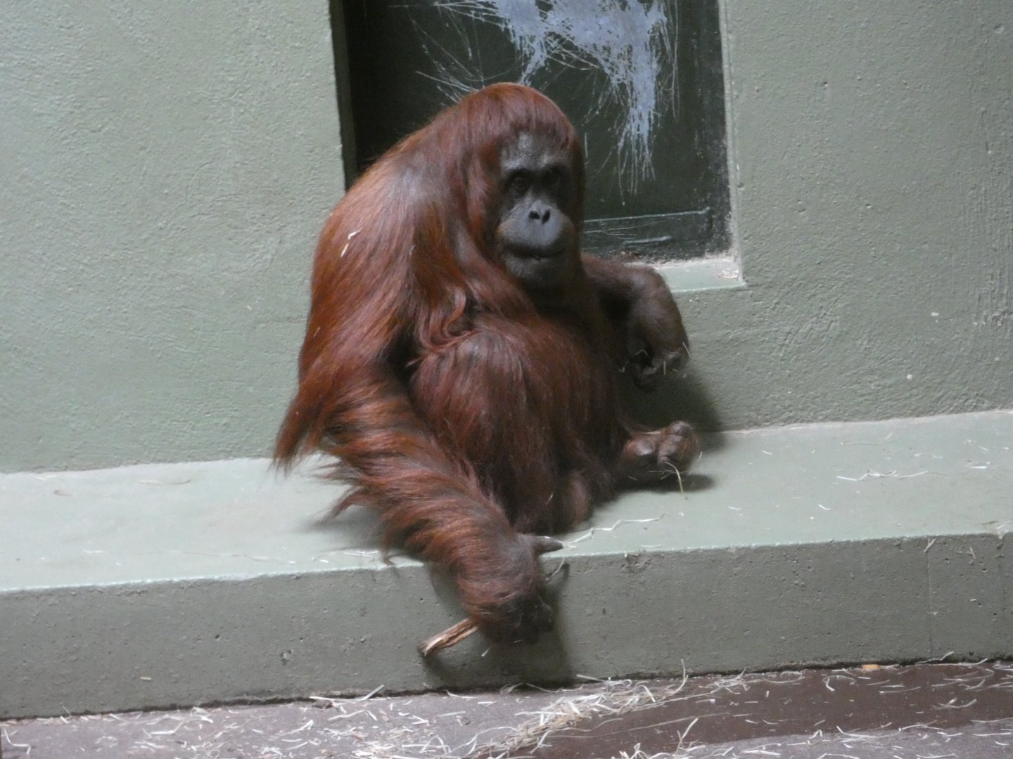 Bornean orang-utan, Leonie
