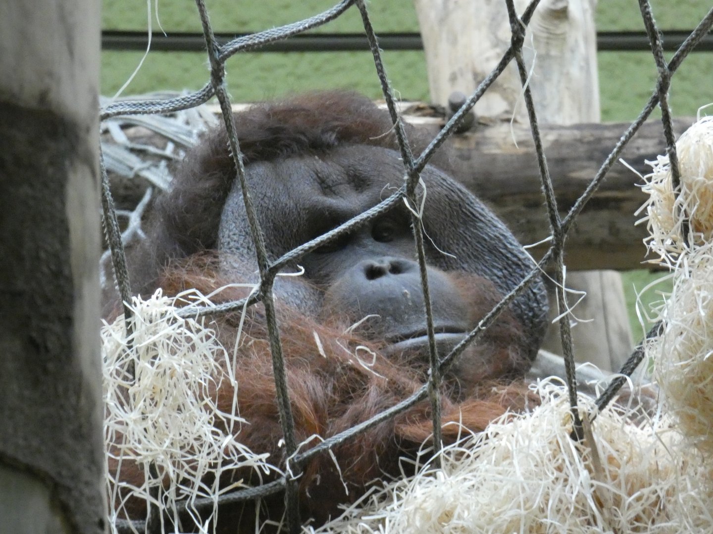 Bornean orang-utan male 'Ramon'