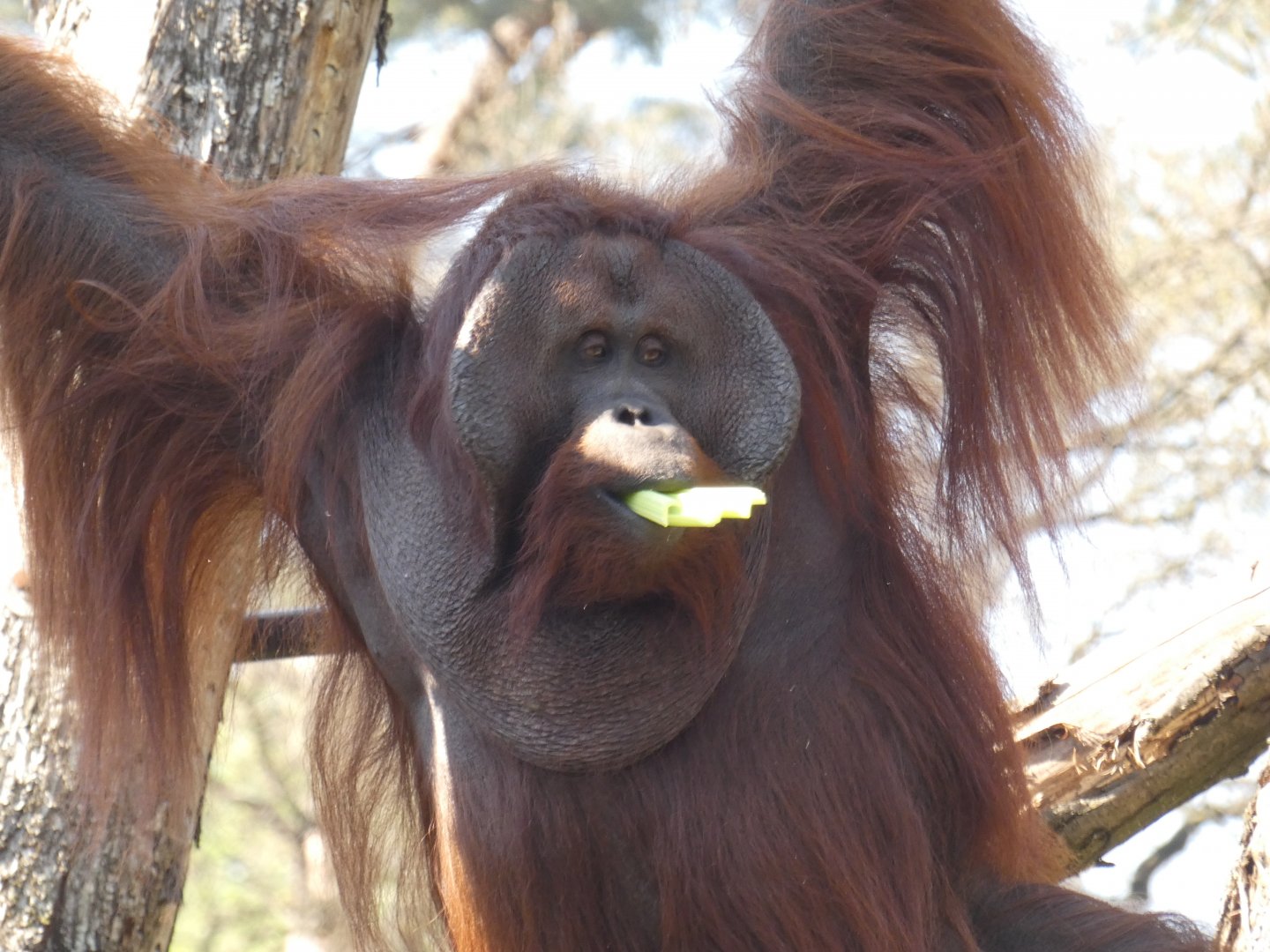 Bornean Orang-utan male