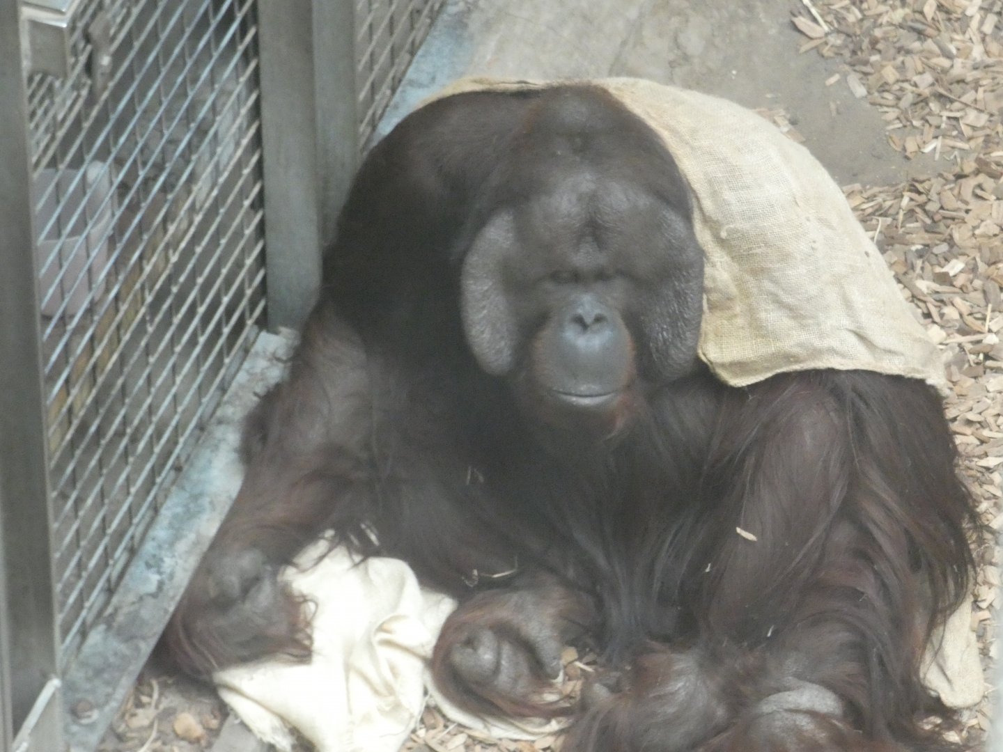 Bornean Orang-utan male