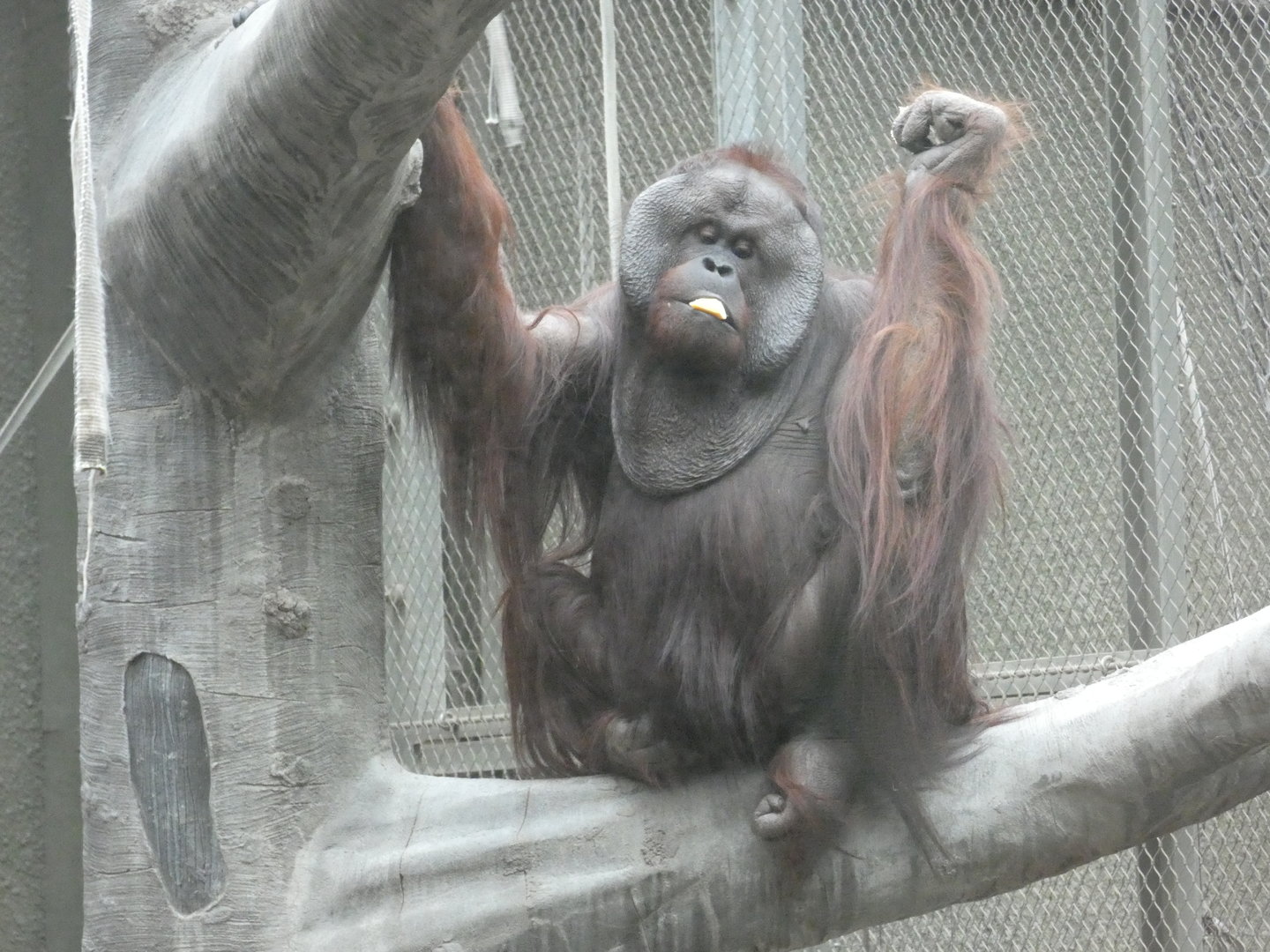Bornean orang-utan male