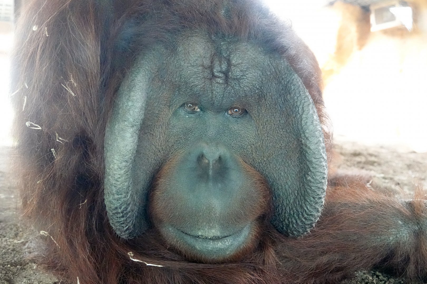 Bornean orang-utan male