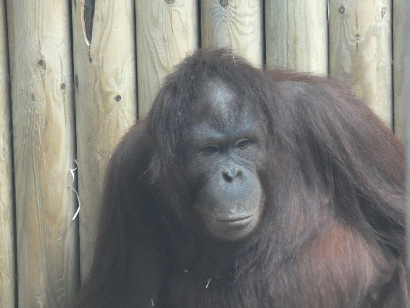 Bornean orang-utan 'Molly'