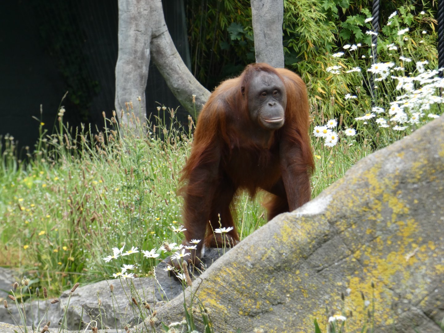 Bornean orang-utan, Mujur