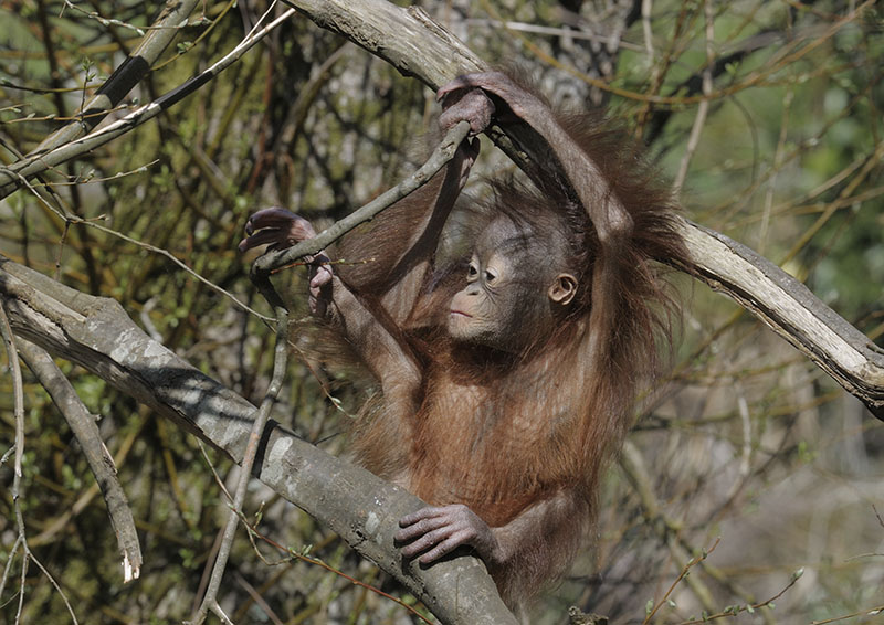 Bornean orang utan 'Natalia' climbing carefully