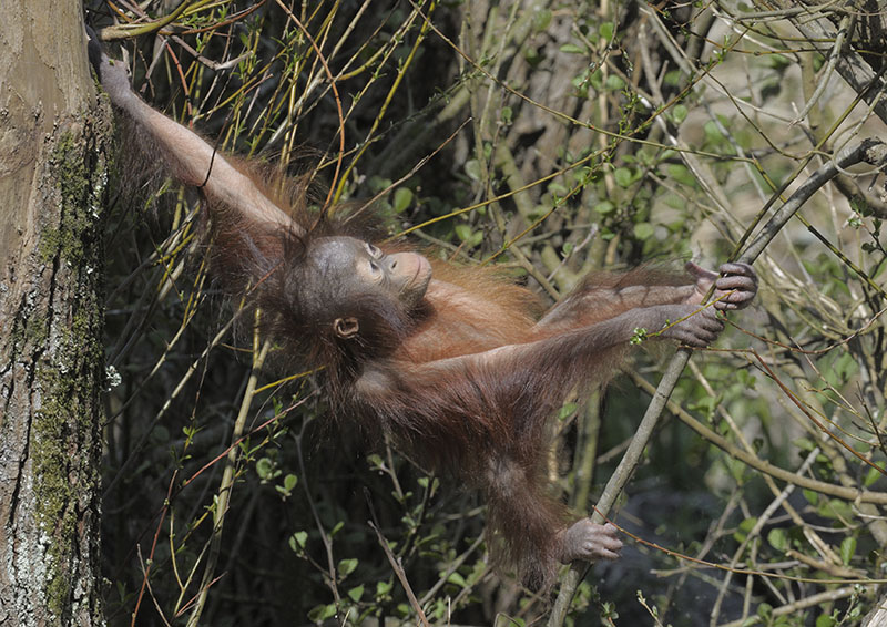 Bornean orang utan 'Natalia' climbing confidently
