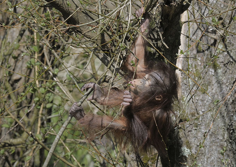 Bornean orang utan 'Natalia' climbing solo