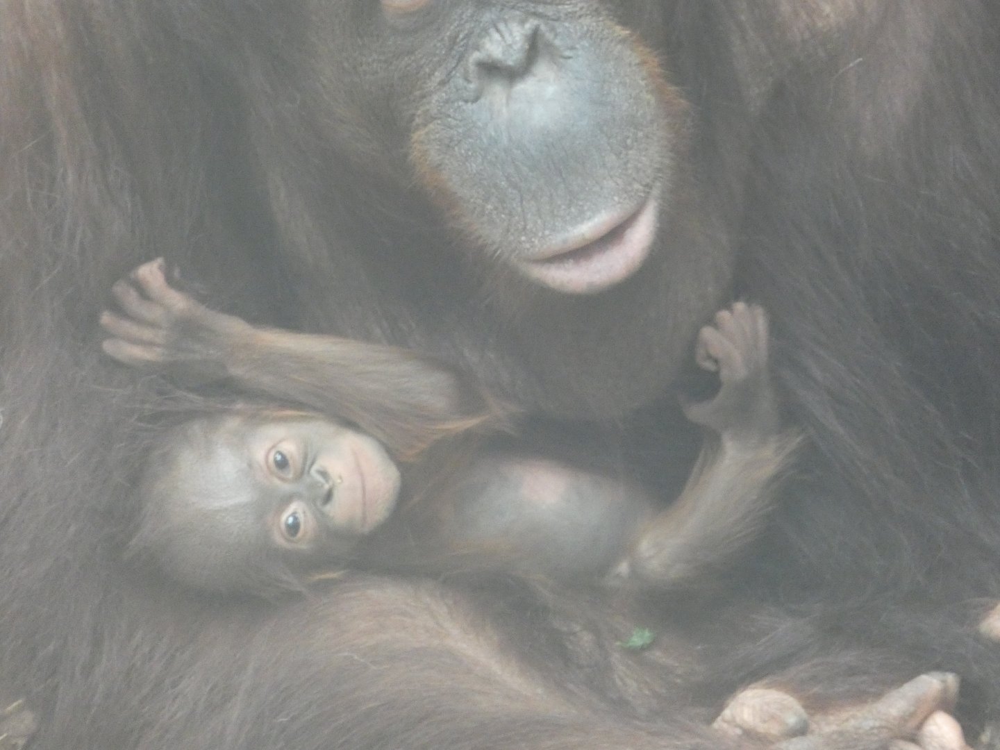 Bornean Orang-utan offspring
