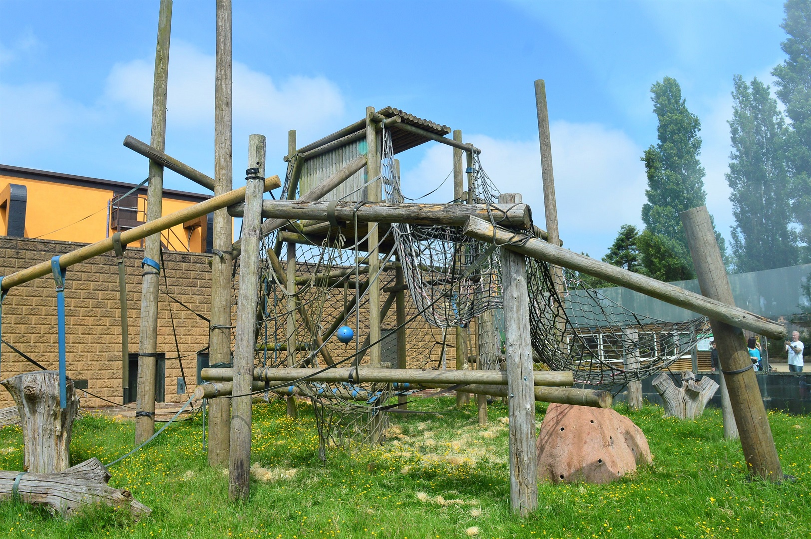 Bornean orang utan outdoor area