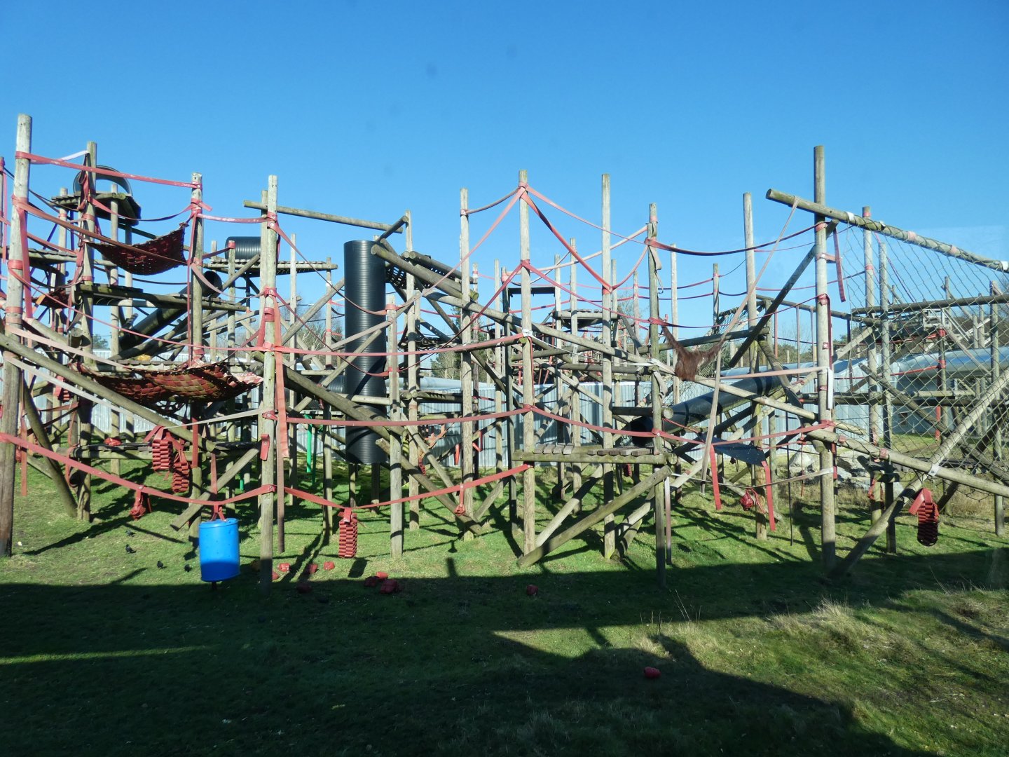 Bornean Orang-utan outdoor enclosure