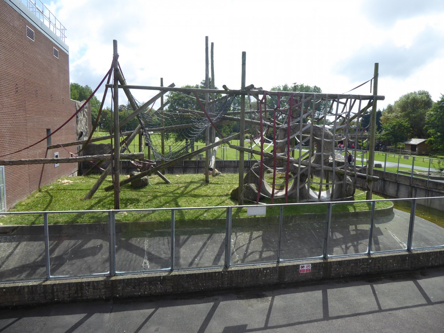 Bornean Orang-utan outdoors 040817