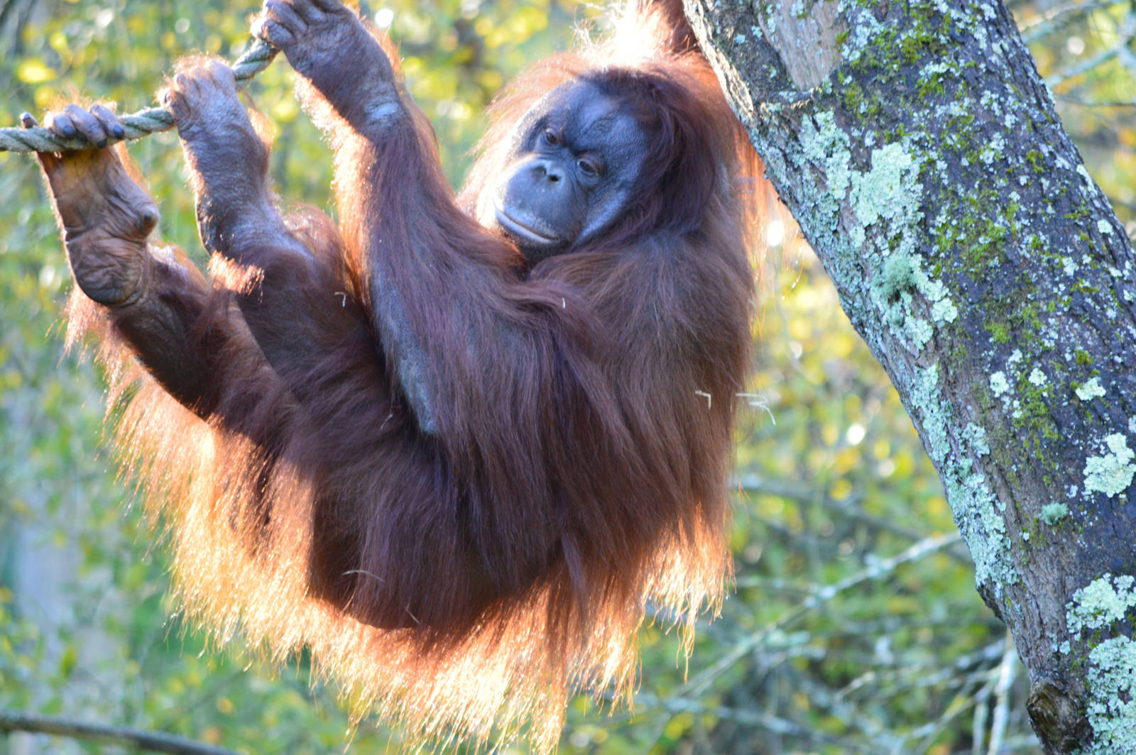 Bornean Orang Utan - Pongo Pygmaeus