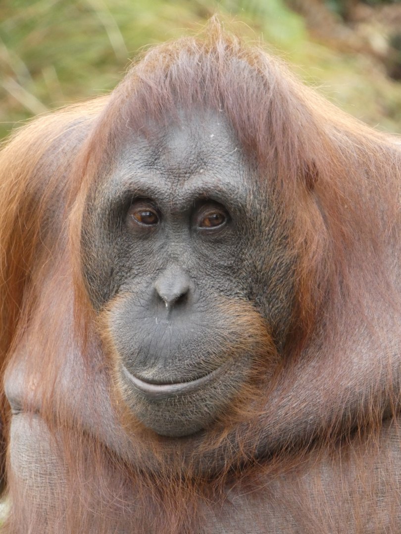 Bornean orang-utan, Riona