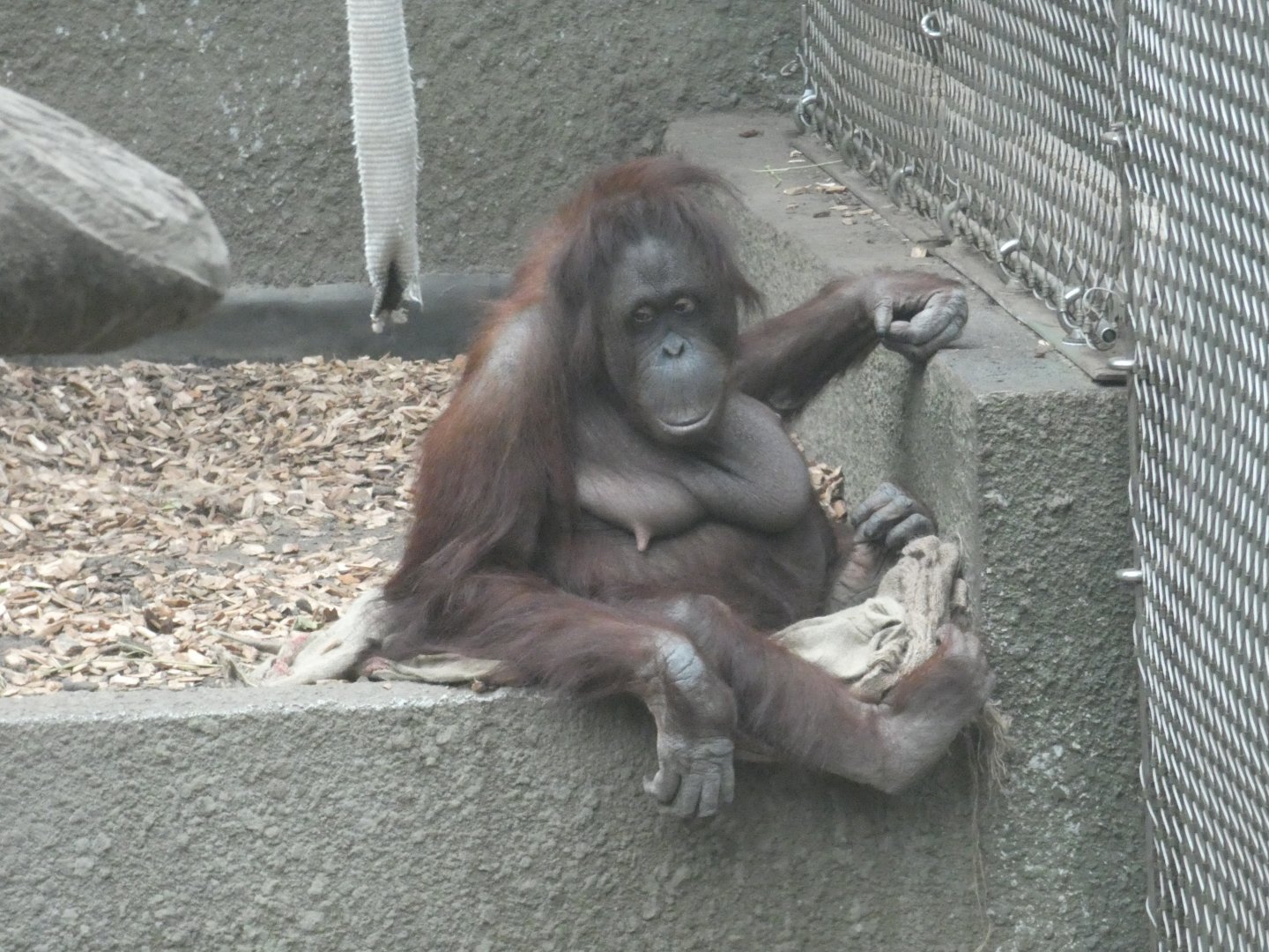 Bornean orang-utan 'Sarikei'
