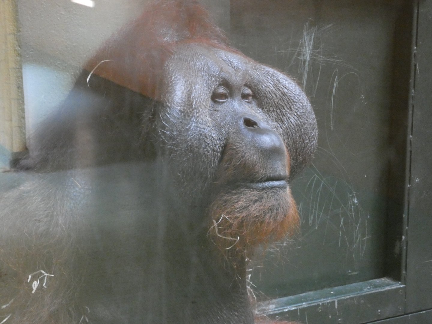 Bornean orang-utan, Sibu
