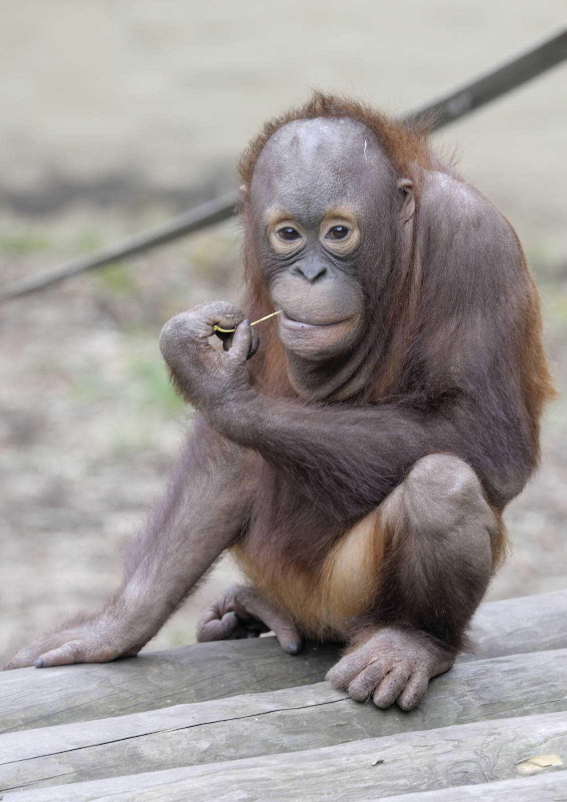 Bornean orang utan, Sprout