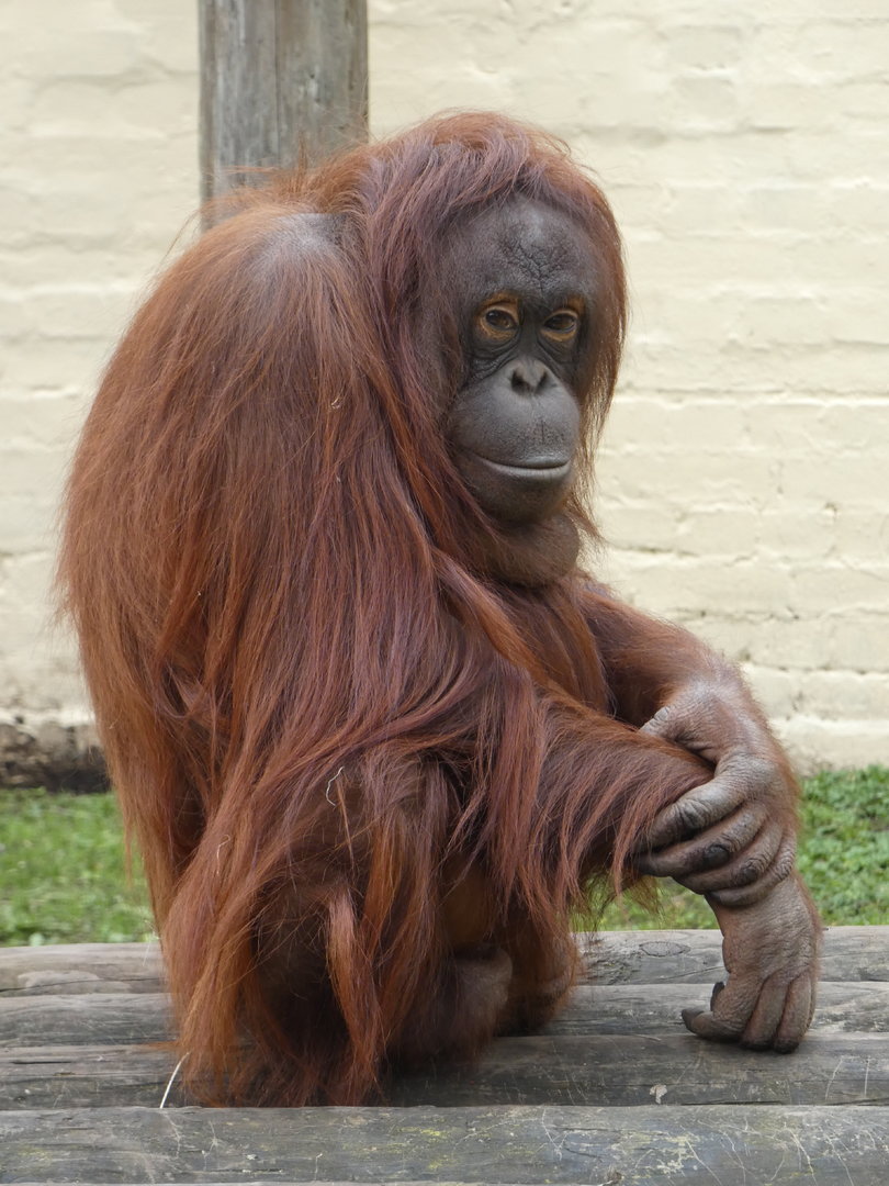 Bornean orang-utan (Sprout)