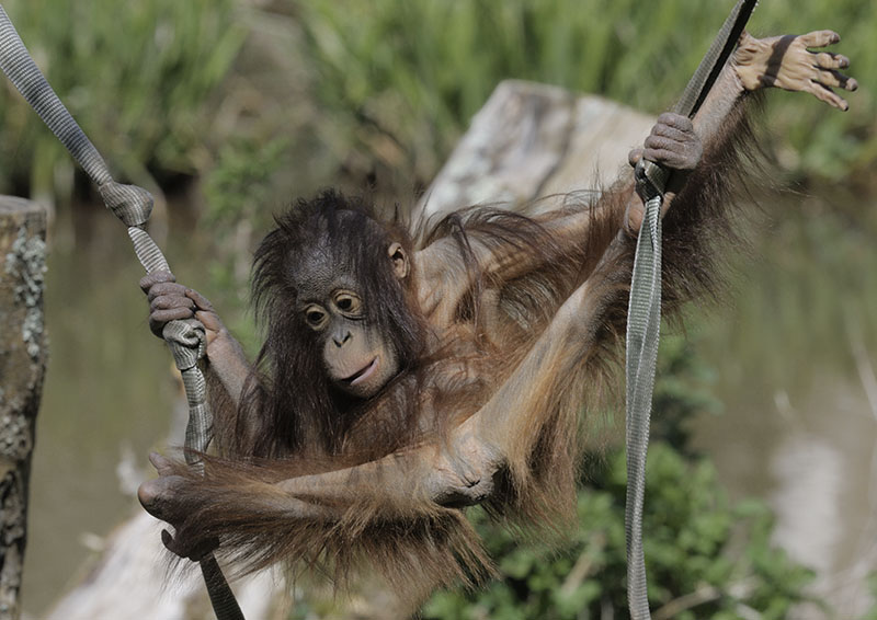 Bornean orang utan Tatau